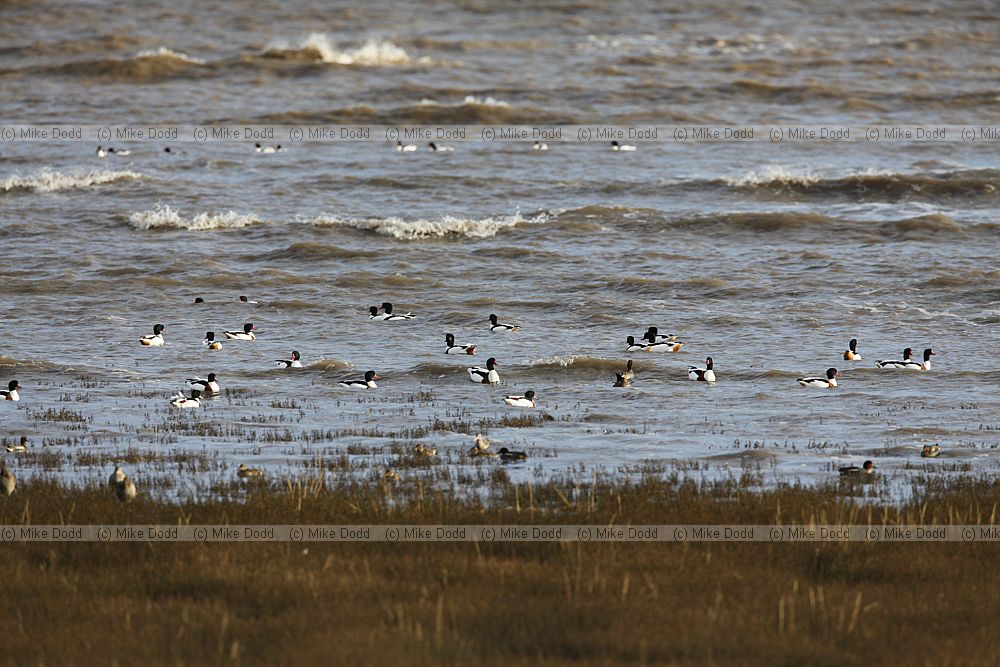 Tadorna tadorna Shelduck