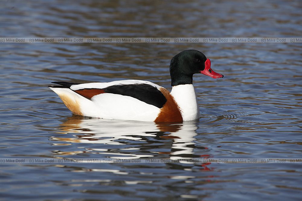 Tadorna tadorna Common Shelduck