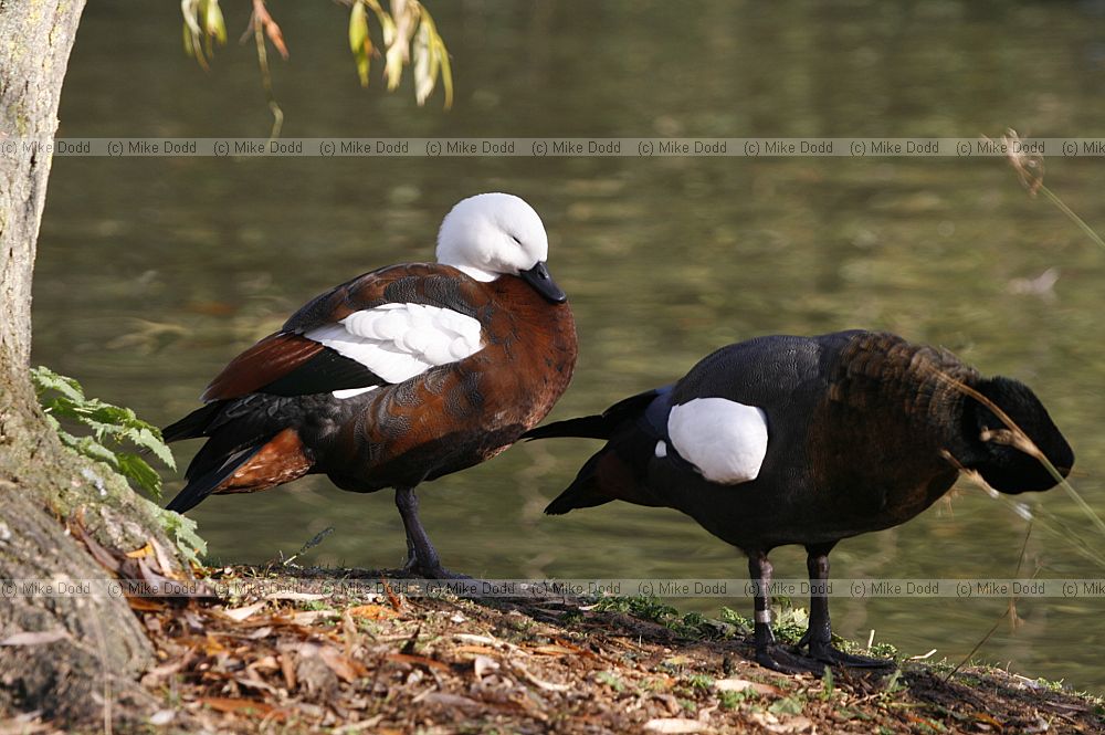 Tadorna variegata Paradise Shelduck