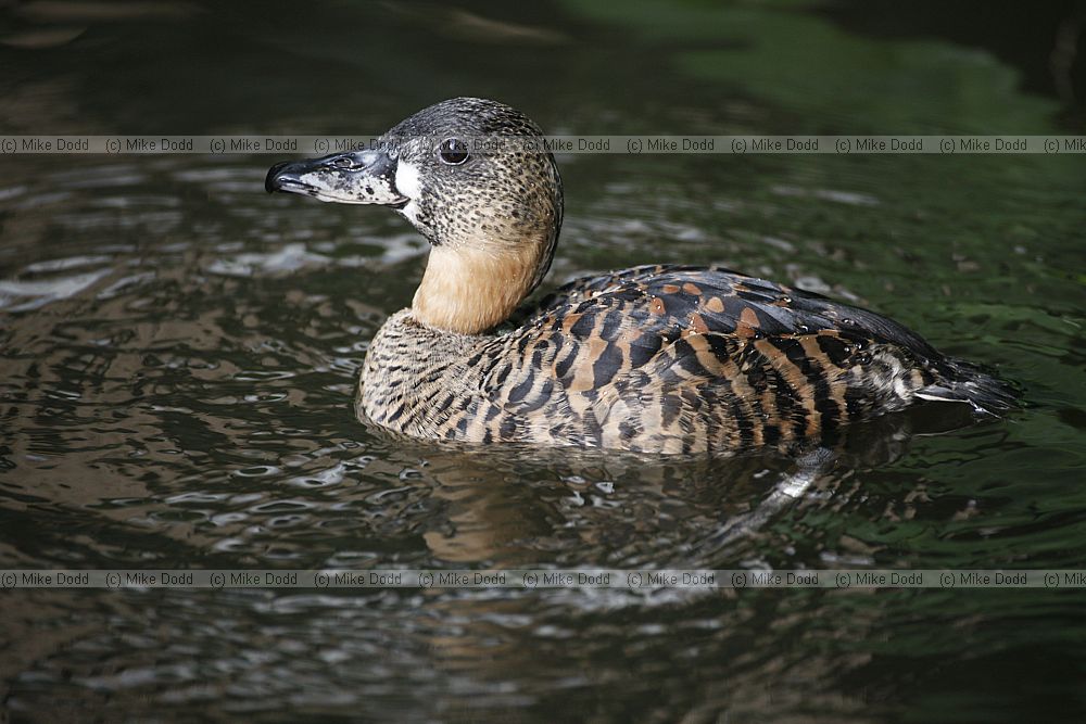 Thalassornis leuconotus White-backed Duck