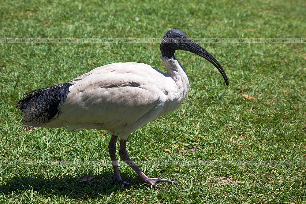 Threskiornis molucca Australian White Ibis