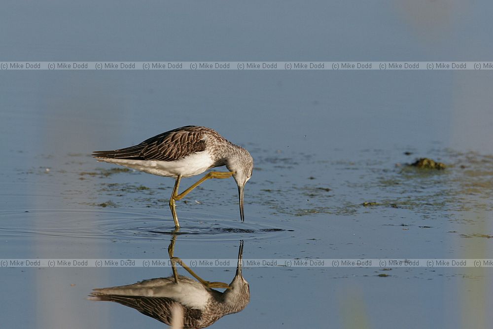 Tringa nebularia Greenshank