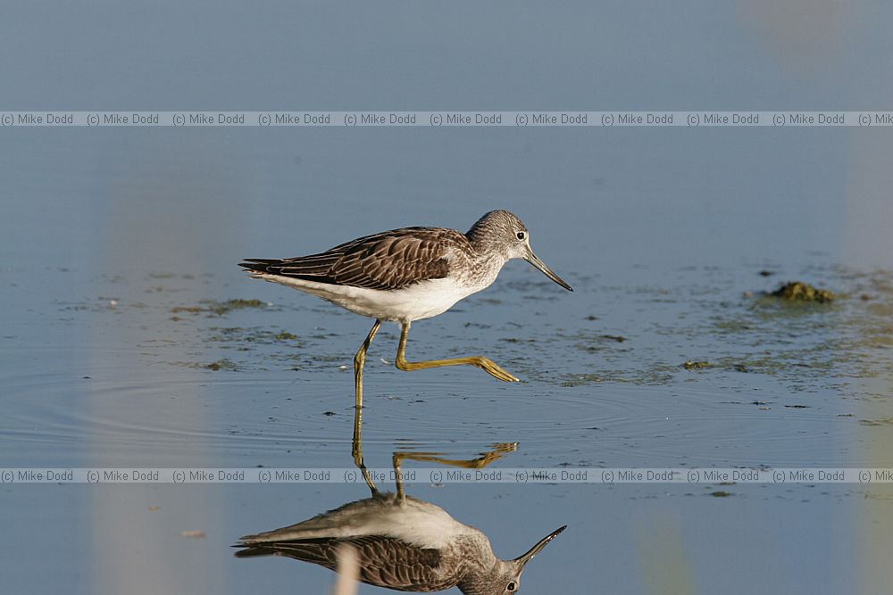 Tringa nebularia Greenshank