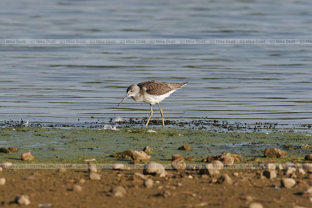 Tringa nebularia Greenshank