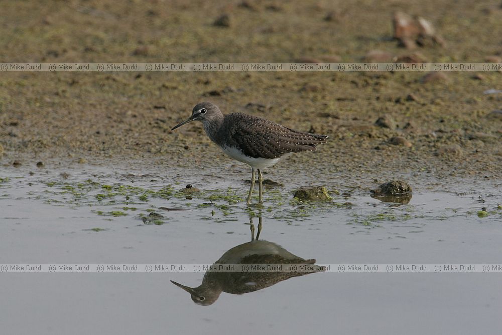 Tringa ochropus Green sandpiper