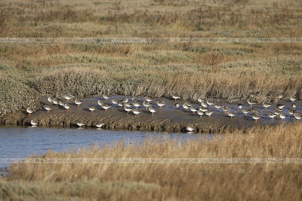 Tringa totanus Redshank
