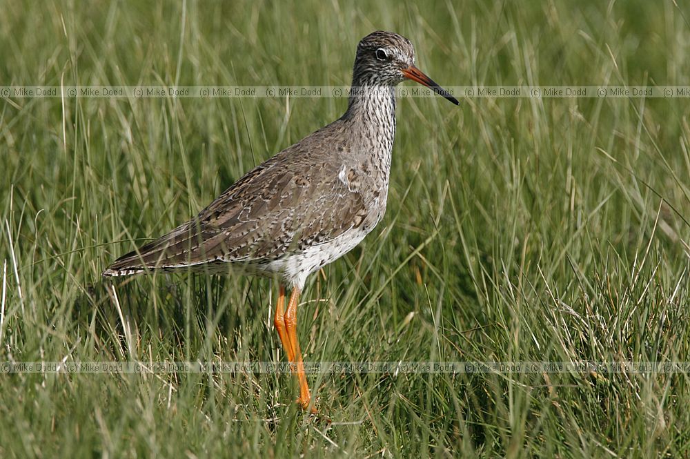 Tringa totanus Redshank