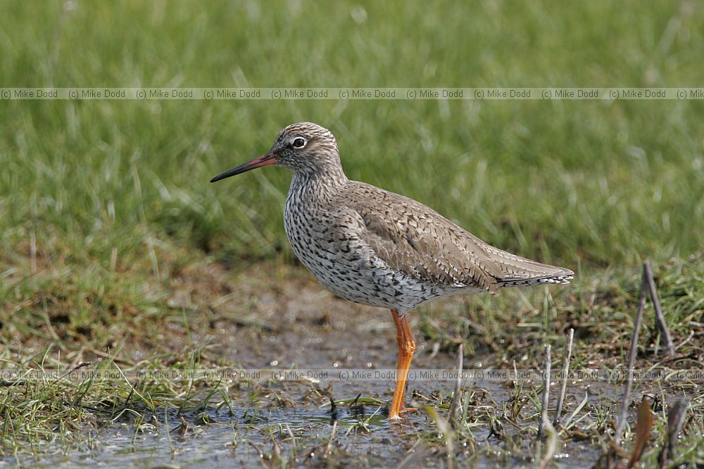 Tringa totanus Redshank feeding on damp grassland Elmley marshes