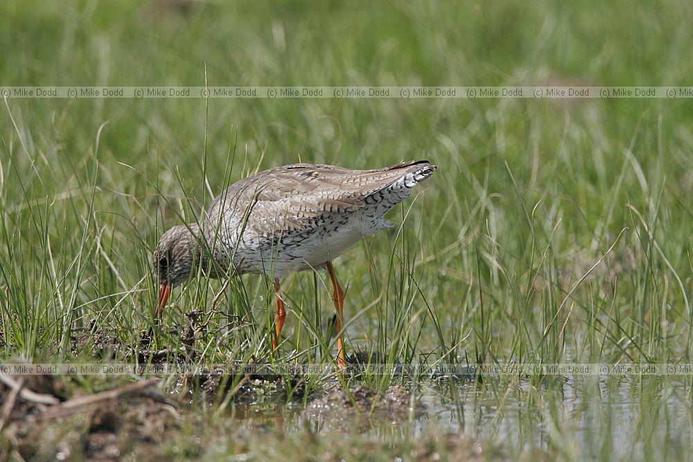 Tringa totanus Redshank feeding on damp grassland Elmley marshes