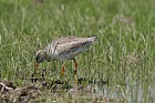 Tringa totanus Redshank feeding on damp grassland Elmley marshes