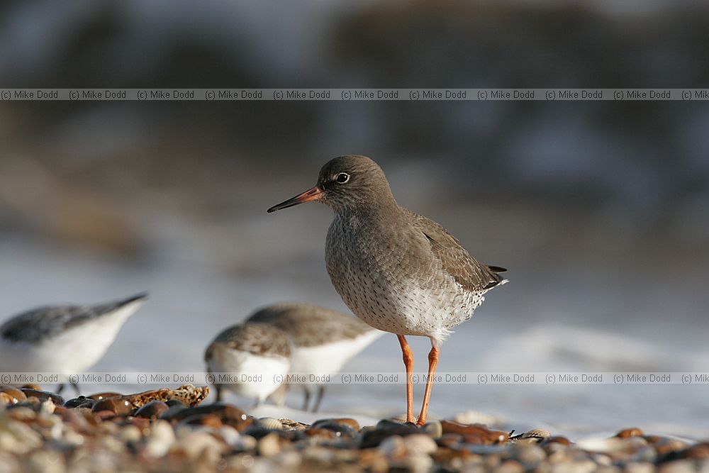 Tringa totanus Redshank