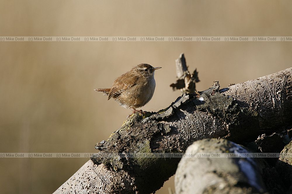 Troglodytes troglodytes Wren
