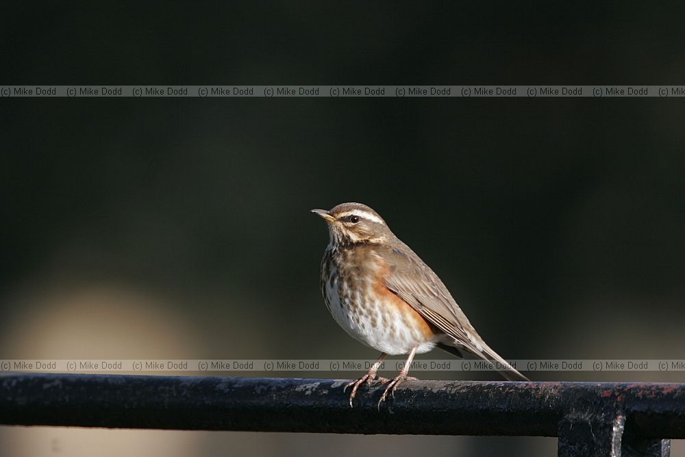 Turdus iliacus Redwing