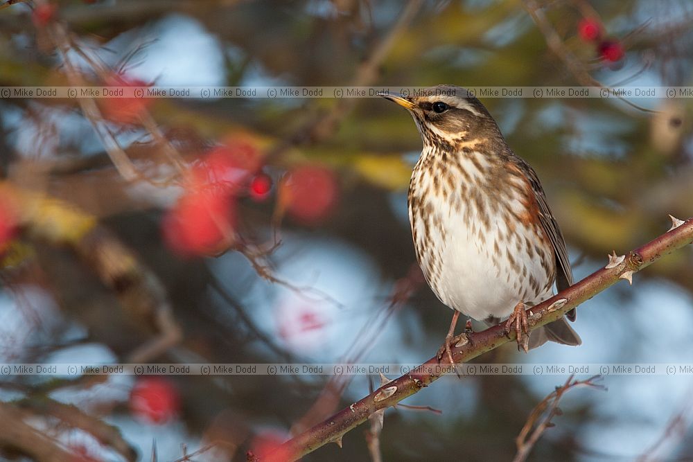 Turdus iliacus Redwing