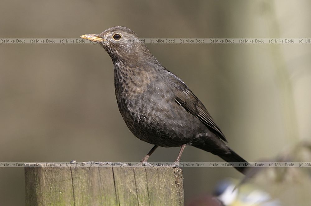 Turdus merula Blackbird female