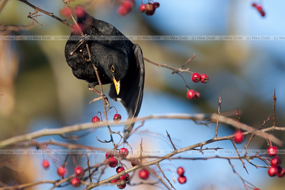 Turdus merula Blackbird