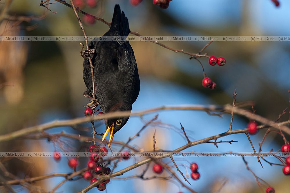 Turdus merula Blackbird