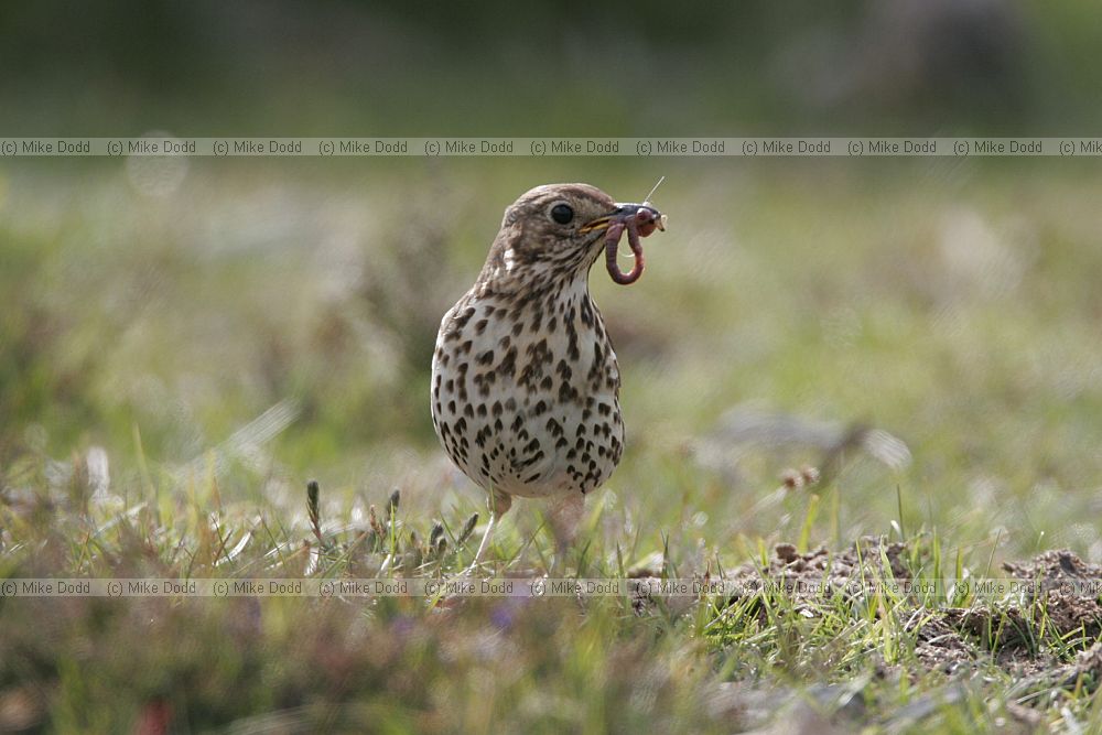 Turdus philomelos Song thrush with beak full of food