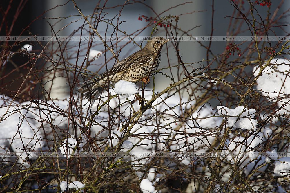 Turdus viscivorus Mistle thrush