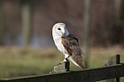 Tyto alba Barn owl