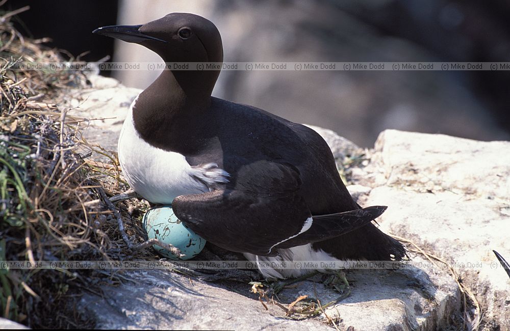 Uria aalge Guillemot with egg at nest