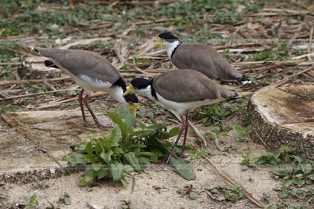 Vanellus miles novaehollandiae Masked Lapwing or Spur-winged Plover