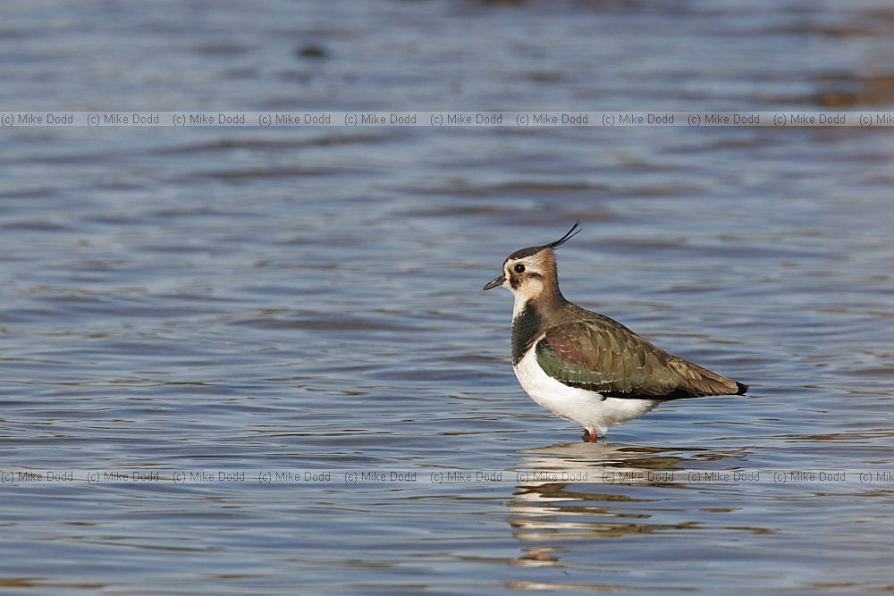 Vanellus vanellus Lapwing