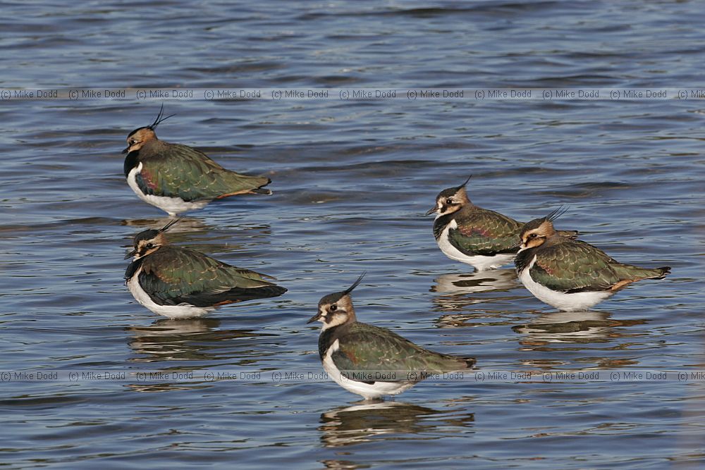 Vanellus vanellus Lapwing