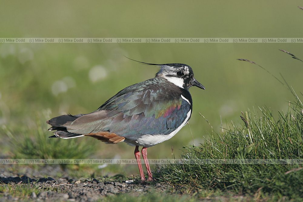 Vanellus vanellus Lapwing