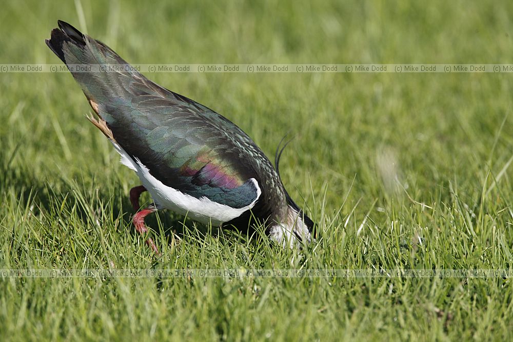 Vanellus vanellus Lapwing