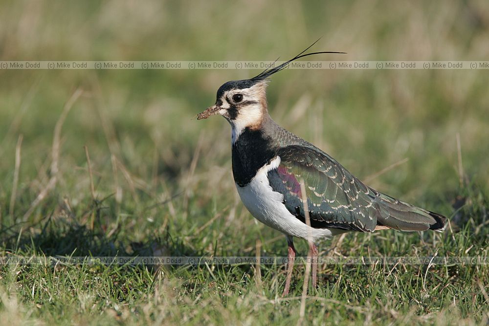 Vanellus vanellus Lapwing