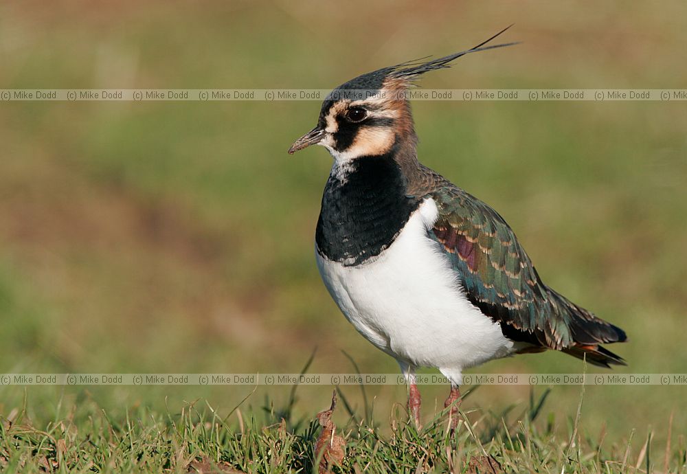 Vanellus vanellus Lapwing