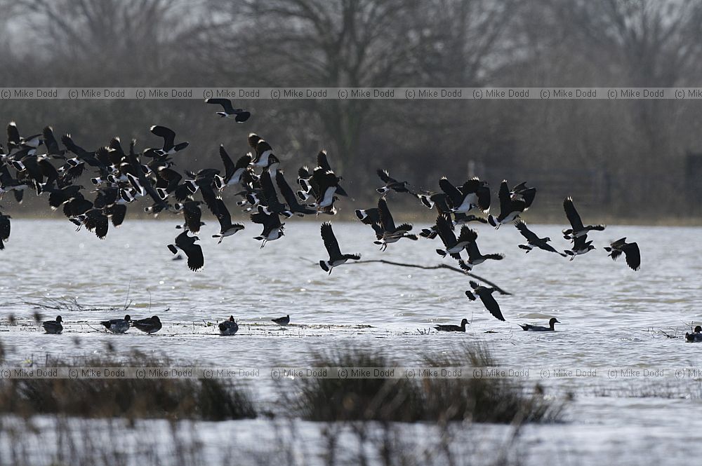 Vanellus vanellus Lapwing in flight