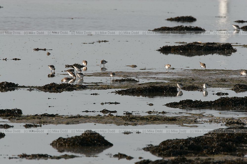 Waders feeding Pagham