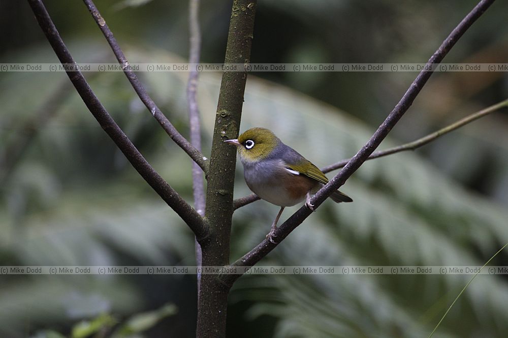 Zosterops lateralis Silvereye or Wax-eye