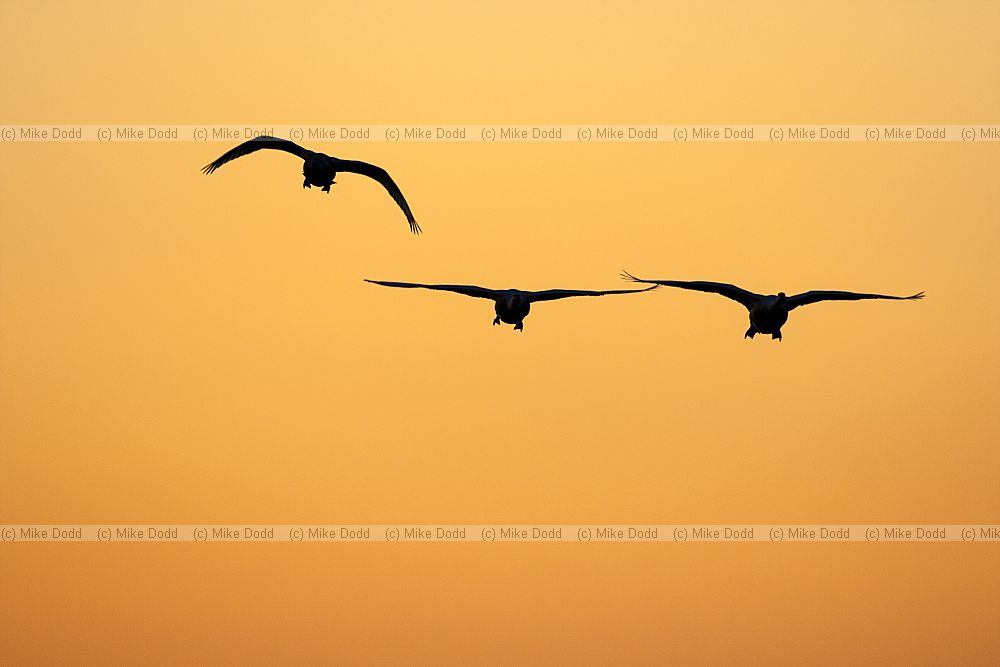 Cygnus cygnus Whooper swans sunset