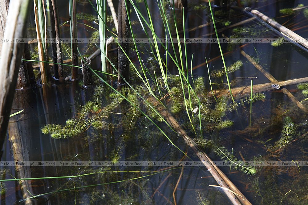 Aldrovanda vesiculosa