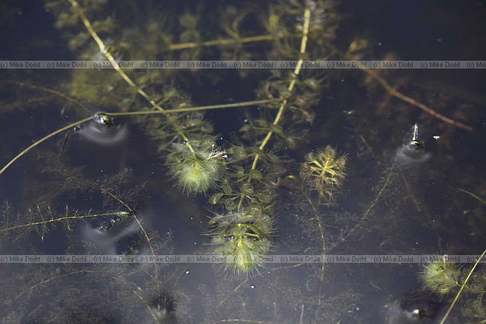 Aldrovanda vesiculosa