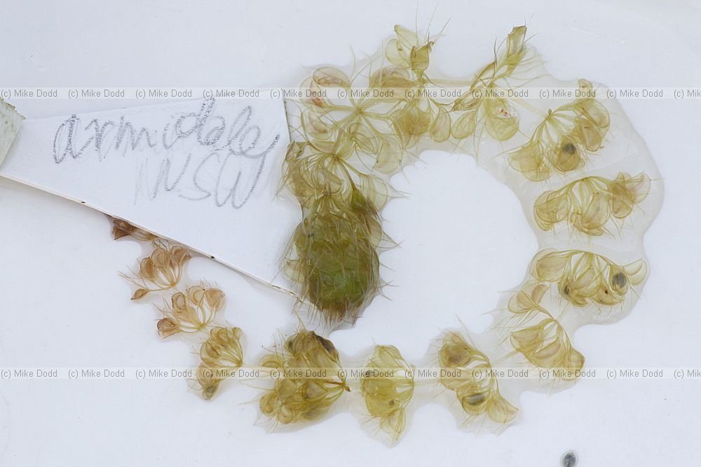 Aldrovanda vesiculosa