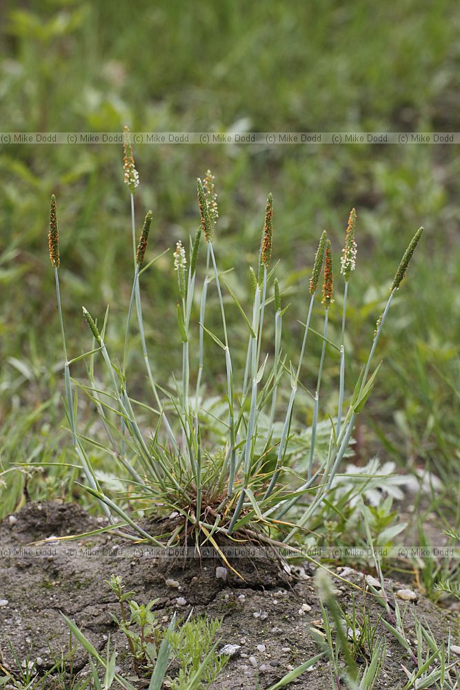 Alopecurus aequalis Orange Foxtail