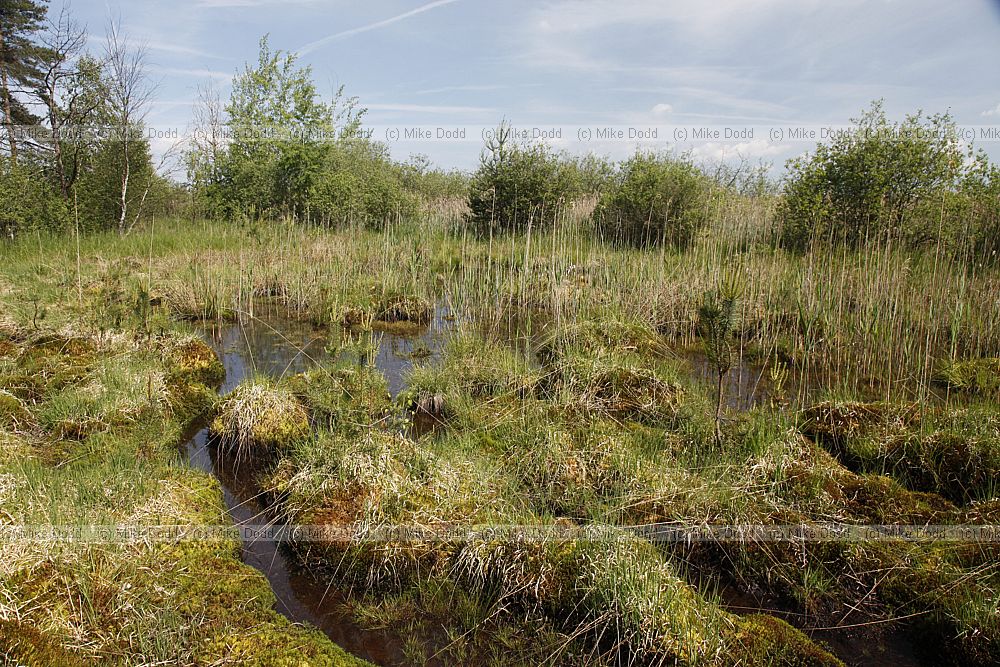 boggy area behind Zablatsky fishpond
