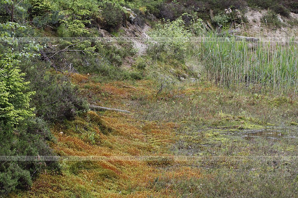 boggy sandpit with Polytrichum moss
