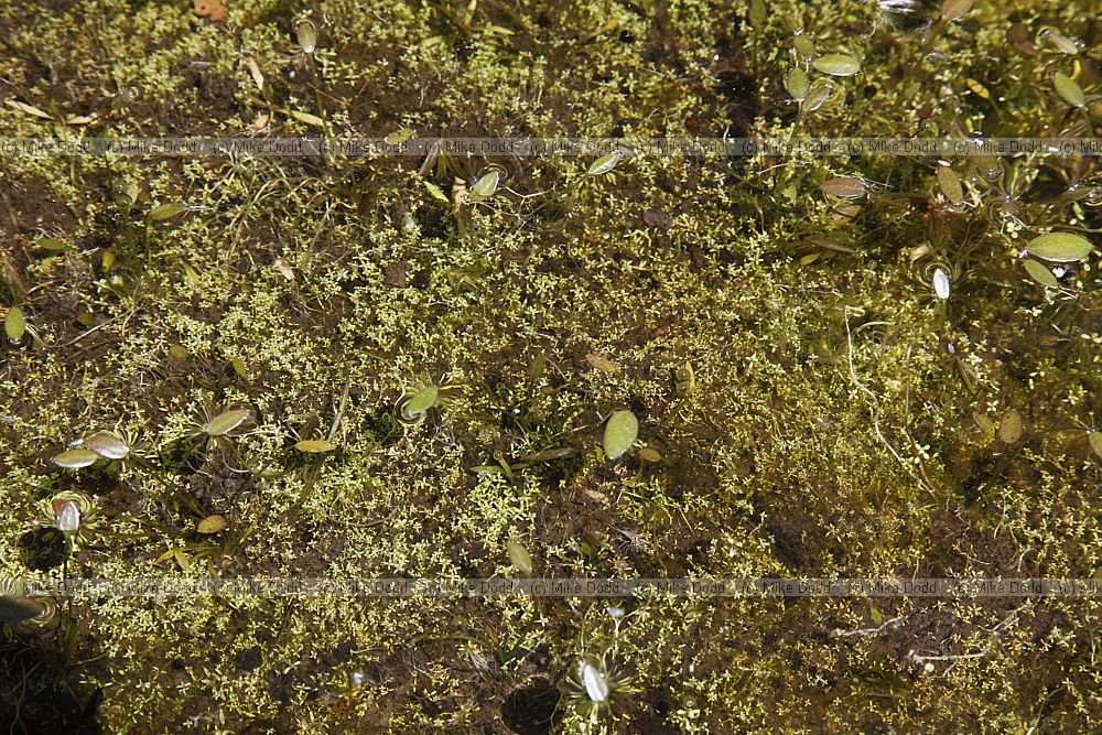 Caldesia parnassifolia