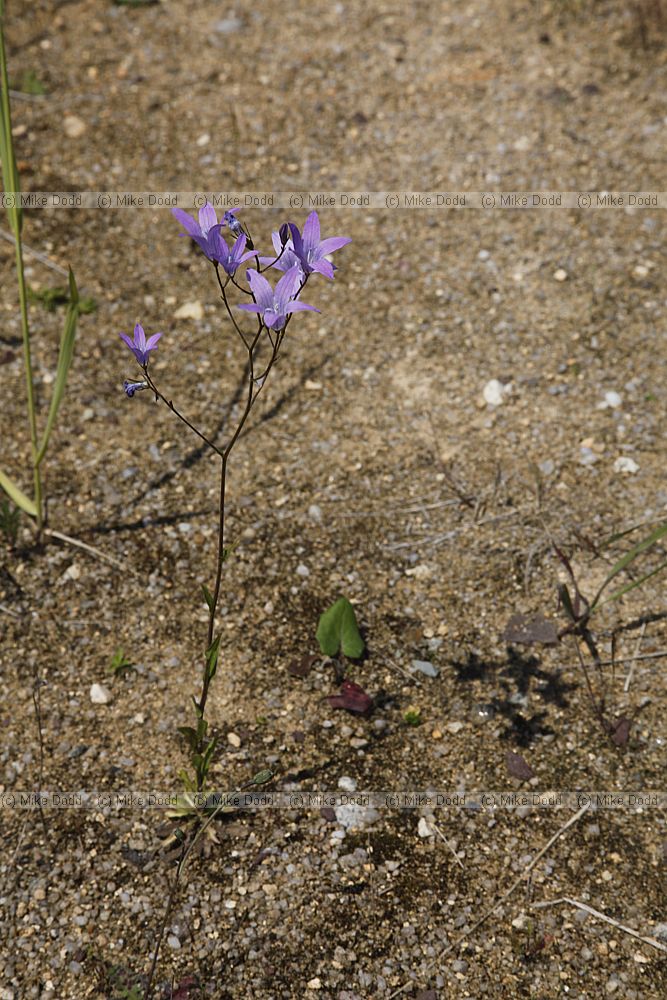 Campanula patula Spreading Bellflower