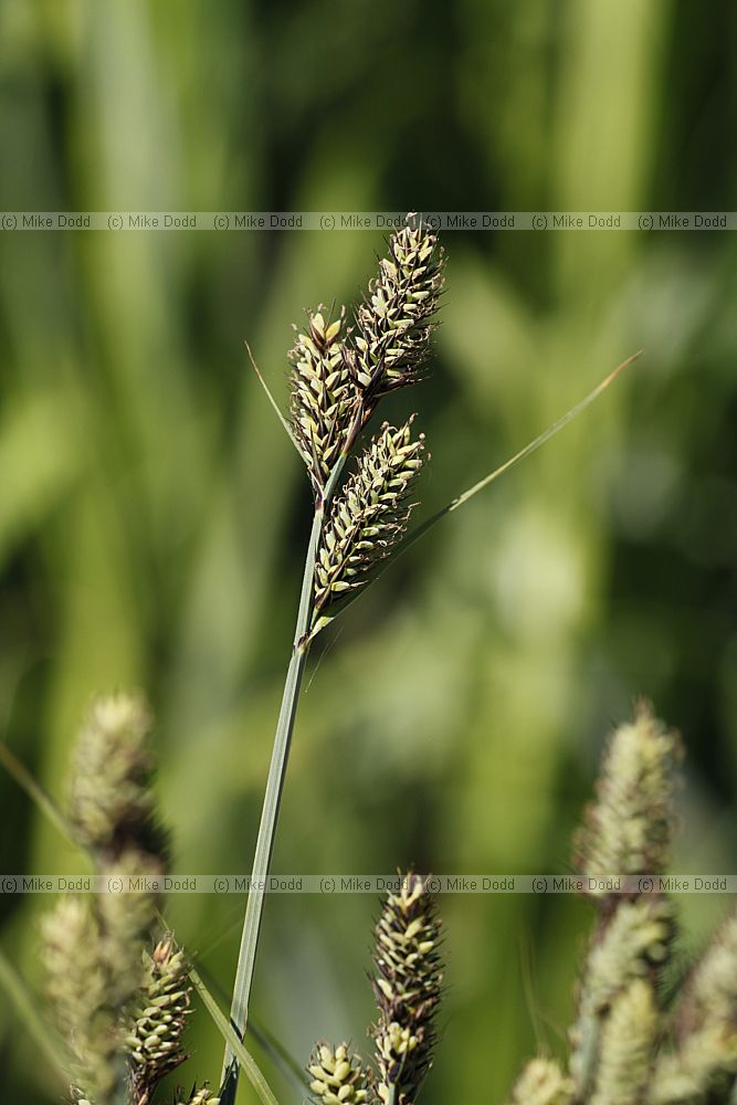 Carex buxbaumii Club Sedge
