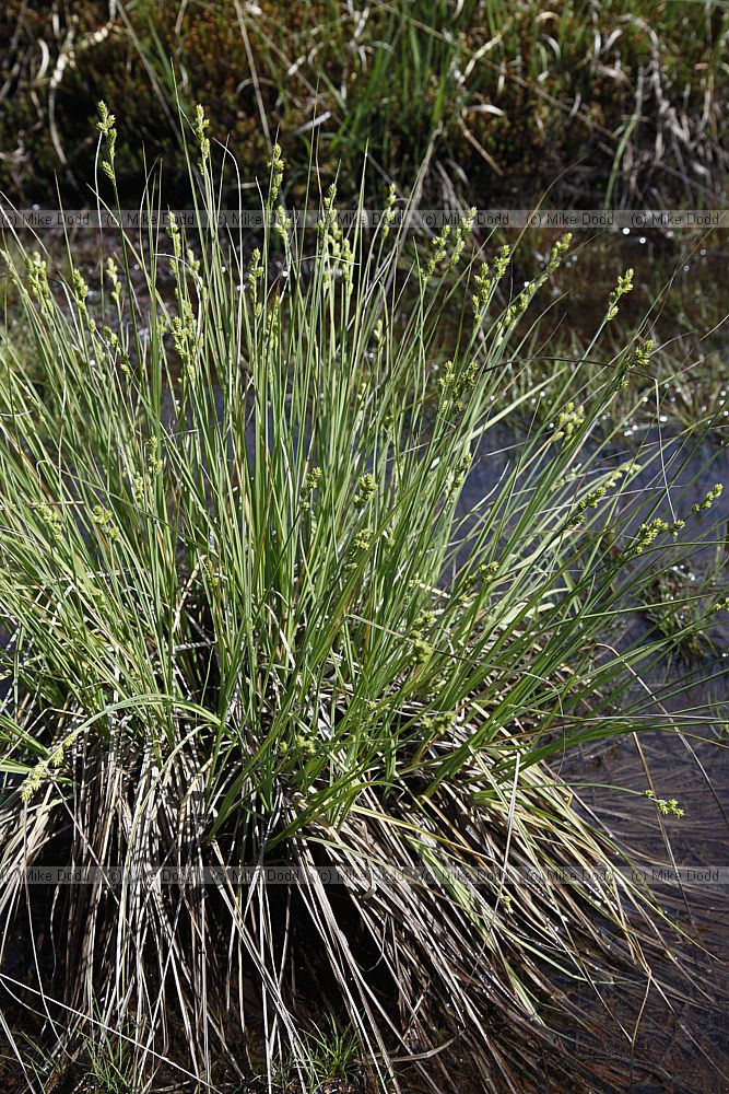 Carex canescens