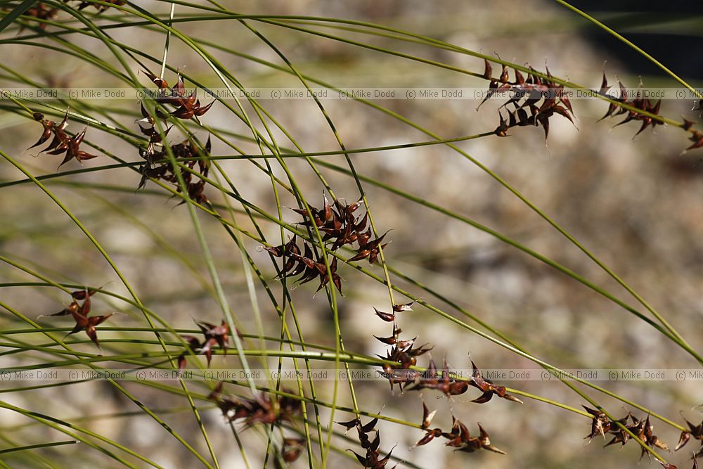 Carex davalliana Bath Sedge