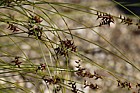 Carex davalliana Bath Sedge