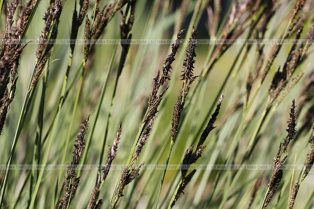 Carex elata Tufted Sedge