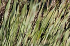 Carex elata Tufted Sedge